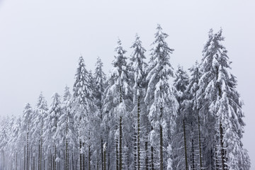 Winter landscape