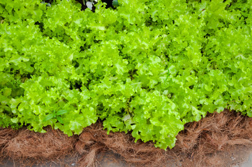 organic Vegetable salad in garden