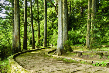湖畔の遊歩道　箱根