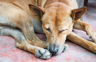 Thai dog Brown lonely lying on floor