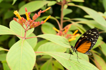 Heliconius hecale butterfly