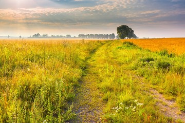 Obraz premium Magical morning on polish field.