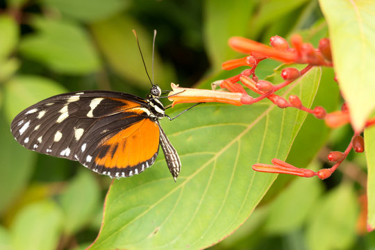Heliconius hecale butterfly