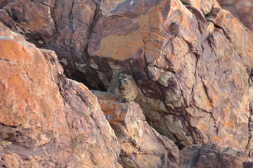 góralek na skałach © agarianna