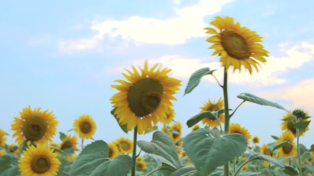 field of yellow sunflowers