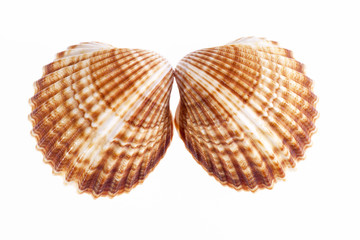 Two sea shells isolated on white background