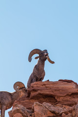 Desert Bighorn Sheep Rams in Rut