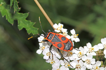 curiosa maschera sul dorso di un insetto (Pyrrhocoris apterus)