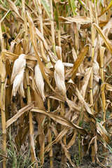 ripe corn, autumn