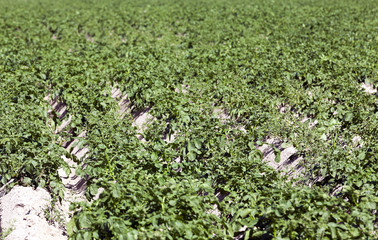 green leaves of potato