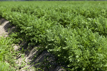 green carrot field