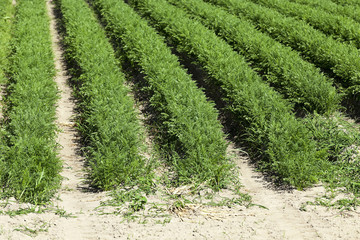 Fototapeta na wymiar green carrot field
