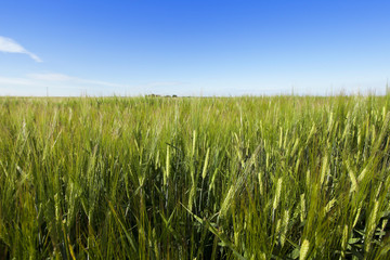 immature green grass