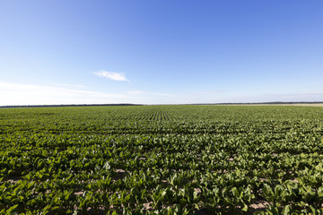Field with sugar beet