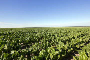 Field with sugar beet