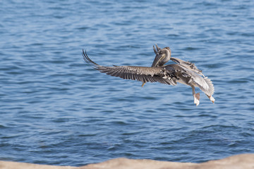 California Brown Pelican