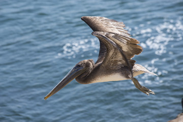 California Brown Pelican