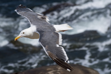 California Sea Gull