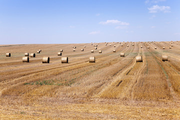 Fototapeta premium harvest of cereals