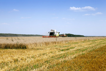 cereals during harvest