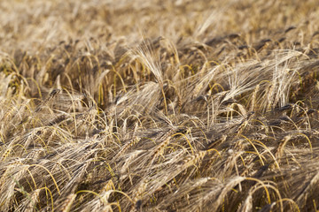 Field of cereal in the summer