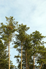 photographed the tops of pines