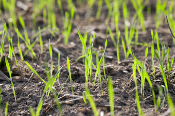 young grass plants, close-up