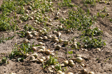 Harvesting onion field