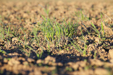 young grass plants, close-up