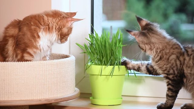 Cute kittens eats fresh green grass at home. Domestic young black tabby mackerel and red-haired Maine Coon cats on windowsill in apartment. Kitty on window sill.