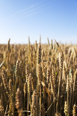 farm field cereals