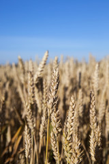 farm field cereals