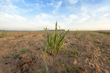 young grass plants, close-up
