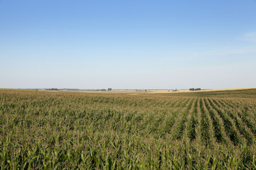Fototapeta na wymiar corn field, agriculture