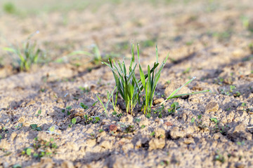 young grass plants, close-up