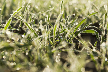 young grass plants, close-up