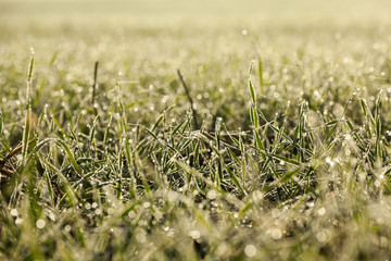 young grass plants, close-up