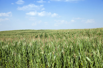 Field with corn