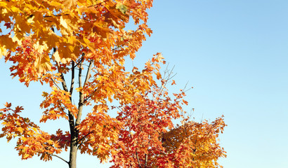 leaves on trees, autumn