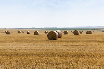 Fototapeta premium cereal harvest field