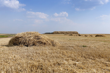 farm field cereals