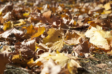 fallen leaves in autumn