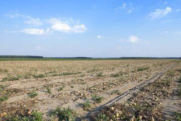 Harvesting onion field