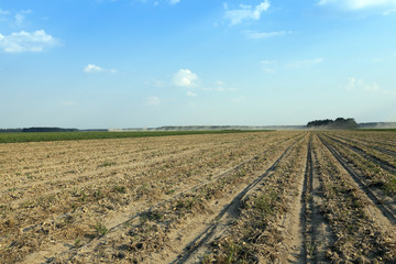 Fototapeta na wymiar Harvesting onion field