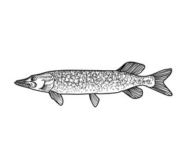 Fish sketch isolated over white background. Seafood icon.