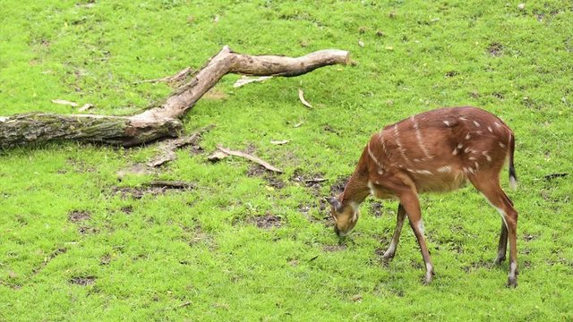 Western Sitatunga (Tragelaphus spekii gratus). Activity of young Sitatunga female antelope eating grass. Pasture of wild animal on the meadow in zoo.