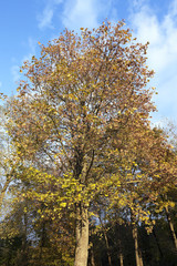 Park in autumn