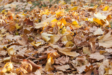 The fallen to the ground.