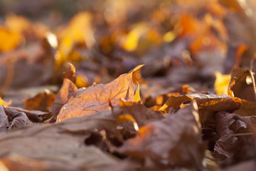 yellowing leaves on the trees