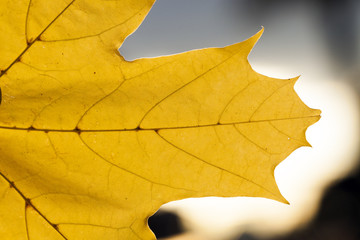 yellowing leaves on the trees